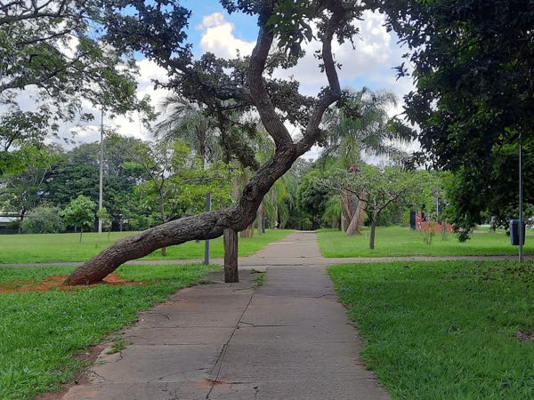 Verhängter Baum, Baum, Park, Gehweg, Natur, Grün, Outdoor, Spazierweg, Naturpark, Baumkrone, Stadtpark, Bäume, Landschaft, Erholung, Umwelt.